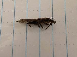  (Helopicus nalatus - IU-INHS-552027)  @11 [ ] Unspecified (default): All Rights Reserved (2019) Unspecified Cornell University