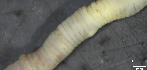  (Fimoscolex sp.51 - COFMBRPR2149)  @11 [ ] CC-BY-4.0 (2025) Unspecified Empresa Brasileira de Pesquisa Agropecu&aacute;ria - Embrapa Florestas