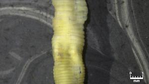  (Glossoscolex dallavecchiai - COFMBRPR2167)  @11 [ ] CC-BY-4.0 (2025) Unspecified Empresa Brasileira de Pesquisa Agropecu&aacute;ria - Embrapa Florestas