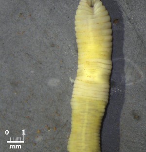  (Glossoscolex debortolli - COFMBRRS0465)  @11 [ ] CC-BY-4.0 (2025) Unspecified Empresa Brasileira de Pesquisa Agropecu&aacute;ria - Embrapa Florestas