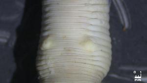  (Glossoscolex - COFMBRRS0471)  @11 [ ] CC-BY-4.0 (2025) Unspecified Empresa Brasileira de Pesquisa Agropecu&aacute;ria - Embrapa Florestas