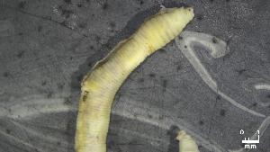  (Glossoscolex alessioi - COFMBRSC0296)  @11 [ ] CC-BY-4.0 (2025) Unspecified Empresa Brasileira de Pesquisa Agropecu&aacute;ria - Embrapa Florestas