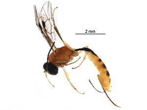  (tersiMalaise01 Malaise8289 - BIOUG25662-D12)  @14 [ ] CreativeCommons - Attribution (2016) CBG Photography Group Centre for Biodiversity Genomics