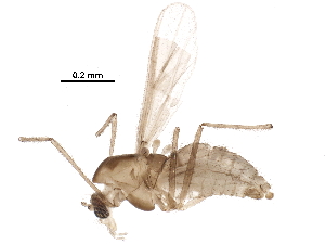  (Tanytarsus curvicristatus - BIOUG27687-A10)  @14 [ ] CreativeCommons - Attribution (2016) CBG Photography Group Centre for Biodiversity Genomics