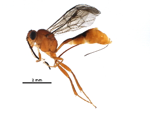  (tersiMalaise01 Malaise1428 - BIOUG27772-A12)  @14 [ ] CreativeCommons - Attribution (2016) CBG Photography Group Centre for Biodiversity Genomics