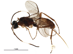  ( - BIOUG27798-C04)  @13 [ ] CreativeCommons - Attribution (2019) CBG Photography Group Centre for Biodiversity Genomics
