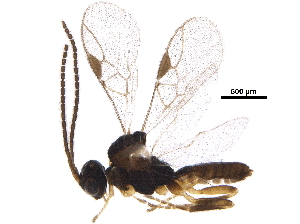  ( - BIOUG27863-F03)  @13 [ ] CreativeCommons - Attribution (2017) CBG Photography Group Centre for Biodiversity Genomics