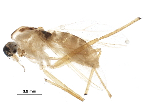  (Endotribelos cf. hesperium GES-2010 - BIOUG27931-G12)  @13 [ ] CreativeCommons - Attribution (2016) CBG Photography Group Centre for Biodiversity Genomics