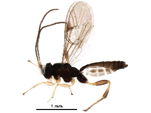  (Orthocentrus Malaise9676 - BIOUG28000-D07)  @14 [ ] CreativeCommons - Attribution (2016) CBG Photography Group Centre for Biodiversity Genomics