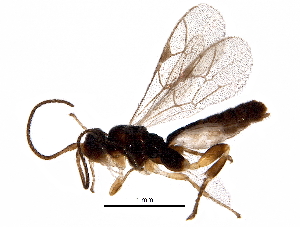  (Orthocentrus Malaise1909 - BIOUG28010-A09)  @14 [ ] CreativeCommons - Attribution (2016) CBG Photography Group Centre for Biodiversity Genomics