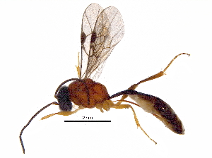  (tersiMalaise01 Malaise4059 - BIOUG28011-A08)  @13 [ ] CreativeCommons - Attribution (2016) CBG Photography Group Centre for Biodiversity Genomics