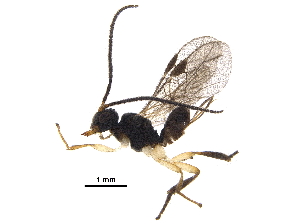  ( - BIOUG28068-F09)  @11 [ ] CreativeCommons - Attribution (2017) CBG Photography Group Centre for Biodiversity Genomics