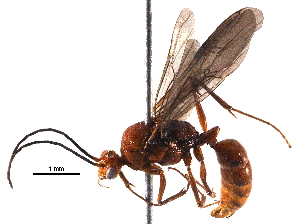  (Odontomachus opaciventris - BIOUG27999-G05)  @14 [ ] CreativeCommons - Attribution (2016) CBG Photography Group Centre for Biodiversity Genomics