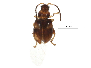  (Glyptina sp. 1CHRYS - BIOUG28357-B04)  @14 [ ] CreativeCommons - Attribution (2016) CBG Photography Group Centre for Biodiversity Genomics