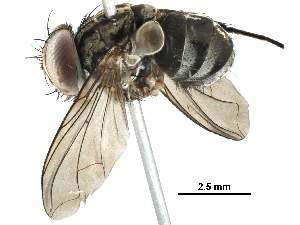  ( - BIOUG27980-B09)  @13 [ ] CreativeCommons - Attribution (2016) CBG Photography Group Centre for Biodiversity Genomics
