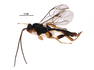  (Orthocentrus malaise0275 - BIOUG27972-G07)  @14 [ ] CreativeCommons - Attribution (2016) CBG Photography Group Centre for Biodiversity Genomics