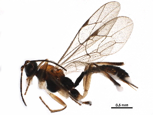  (Eruga draperi - BIOUG27988-A03)  @14 [ ] CreativeCommons - Attribution (2016) CBG Photography Group Centre for Biodiversity Genomics