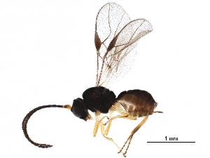  ( - BIOUG28029-A05)  @11 [ ] CreativeCommons - Attribution (2017) CBG Photography Group Centre for Biodiversity Genomics