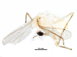  (Tanytarsus pandus - BIOUG28019-H01)  @13 [ ] CreativeCommons - Attribution (2016) CBG Photography Group Centre for Biodiversity Genomics