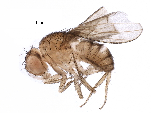  (Drosophila fulvimacula - BIOUG28040-E03)  @14 [ ] CreativeCommons - Attribution (2016) CBG Photography Group Centre for Biodiversity Genomics
