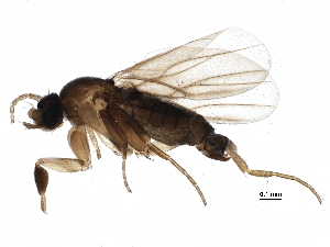  (Metopina_group - BIOUG19392-F11)  @15 [ ] CreativeCommons - Attribution (2015) CBG Photography Group Centre for Biodiversity Genomics