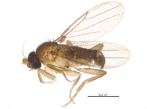  (Metopina_group - BIOUG19393-F08)  @15 [ ] CreativeCommons - Attribution (2015) CBG Photography Group Centre for Biodiversity Genomics