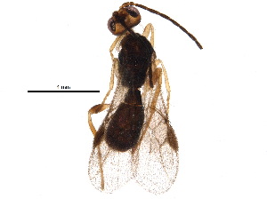  (Stiropius Malaise2791 - BIOUG19587-C08)  @13 [ ] CreativeCommons - Attribution (2015) CBG Photography Group Centre for Biodiversity Genomics