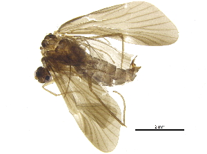  (Smicridea matagalpa - BIOUG19588-A06)  @14 [ ] CreativeCommons - Attribution (2015) CBG Photography Group Centre for Biodiversity Genomics