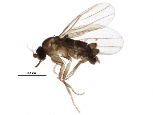  (Metopina_group - BIOUG19590-C03)  @15 [ ] CreativeCommons - Attribution (2015) CBG Photography Group Centre for Biodiversity Genomics