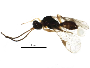  ( - BIOUG19723-H08)  @13 [ ] CreativeCommons - Attribution (2016) CBG Photography Group Centre for Biodiversity Genomics