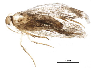  ( - BIOUG19724-F12)  @12 [ ] CreativeCommons - Attribution (2015) CBG Photography Group Centre for Biodiversity Genomics