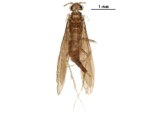  ( - BIOUG19725-A05)  @11 [ ] CreativeCommons - Attribution (2018) CBG Photography Group Centre for Biodiversity Genomics