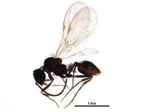  ( - BIOUG19826-A12)  @12 [ ] CreativeCommons - Attribution (2015) CBG Photography Group Centre for Biodiversity Genomics