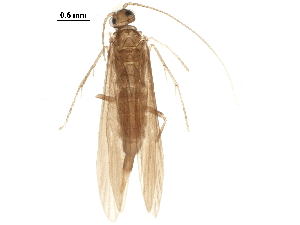  ( - BIOUG22784-B12)  @11 [ ] CreativeCommons - Attribution (2018) CBG Photography Group Centre for Biodiversity Genomics