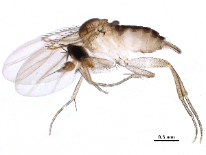  (Acanthophorides - BIOUG22529-C10)  @15 [ ] CreativeCommons - Attribution (2016) CBG Photography Group Centre for Biodiversity Genomics