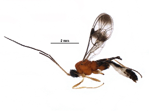  (Orthocentrus Malaise7526 - BIOUG22969-A01)  @14 [ ] CreativeCommons - Attribution (2016) CBG Photography Group Centre for Biodiversity Genomics