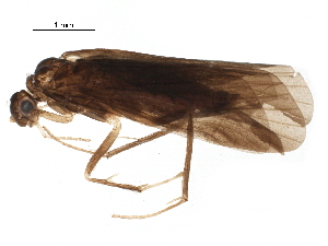  (Smicridea ulva - BIOUG23036-H03)  @14 [ ] CreativeCommons - Attribution (2016) CBG Photography Group Centre for Biodiversity Genomics