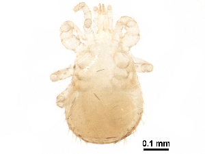  (Hoploseius n.sp. 1 - BIOUG23038-B06)  @13 [ ] CreativeCommons - Attribution (2016) CBG Photography Group Centre for Biodiversity Genomics