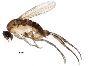  (Phymatopterella - BIOUG23585-D07)  @15 [ ] CreativeCommons - Attribution (2016) CBG Photography Group Centre for Biodiversity Genomics