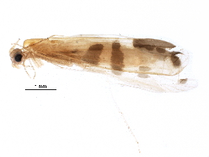  (Nectopsyche argentata - BIOUG23588-H02)  @13 [ ] CreativeCommons - Attribution (2016) CBG Photography Group Centre for Biodiversity Genomics