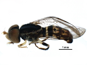  (Toxomerus virgulatus - BIOUG24602-D05)  @14 [ ] CreativeCommons - Attribution (2016) CBG Photography Group Centre for Biodiversity Genomics