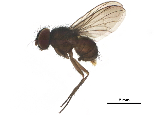  ( - BIOUG24998-E01)  @11 [ ] CreativeCommons - Attribution (2019) CBG Photography Group Centre for Biodiversity Genomics