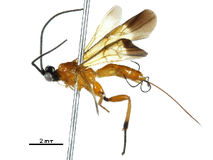  ( - BIOUG25233-E04)  @13 [ ] CreativeCommons - Attribution (2017) CBG Photography Group Centre for Biodiversity Genomics