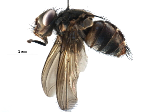  (Ptilodexia Malaise1602 - BIOUG28100-F06)  @14 [ ] CreativeCommons - Attribution (2016) CBG Photography Group Centre for Biodiversity Genomics