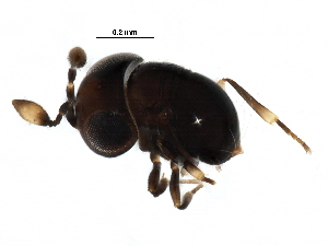  (Baeus - BIOUG28118-F05)  @13 [ ] CreativeCommons - Attribution (2016) CBG Photography Group Centre for Biodiversity Genomics