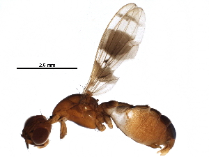  ( - BIOUG28115-G07)  @13 [ ] CreativeCommons - Attribution (2016) CBG Photography Group Centre for Biodiversity Genomics