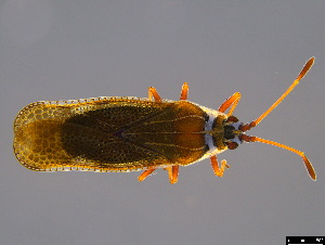  (Ulonemia - BIOUG84663-G11)  @11 [ ] CreativeCommons - Attribution (2023) Donald Hobern International Barcode of Life Project