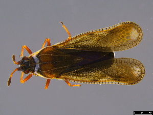  (Ulonemia - BIOUG84665-G03)  @11 [ ] CreativeCommons - Attribution (2023) Donald Hobern International Barcode of Life Project