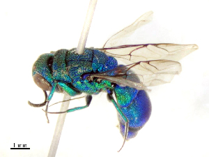  (Primeuchroeus ellipticus - CBG-B16515-D10)  @11 [ ] CreativeCommons - Attribution Share - Alike (2025) CBG Photography Group Centre for Biodiversity Genomics