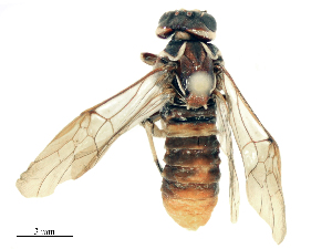  ( - CBG-B16515-E05)  @11 [ ] CreativeCommons - Attribution Share - Alike (2025) CBG Photography Group Centre for Biodiversity Genomics